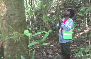 Papua New Guinea begins “stock-take” of its forests 